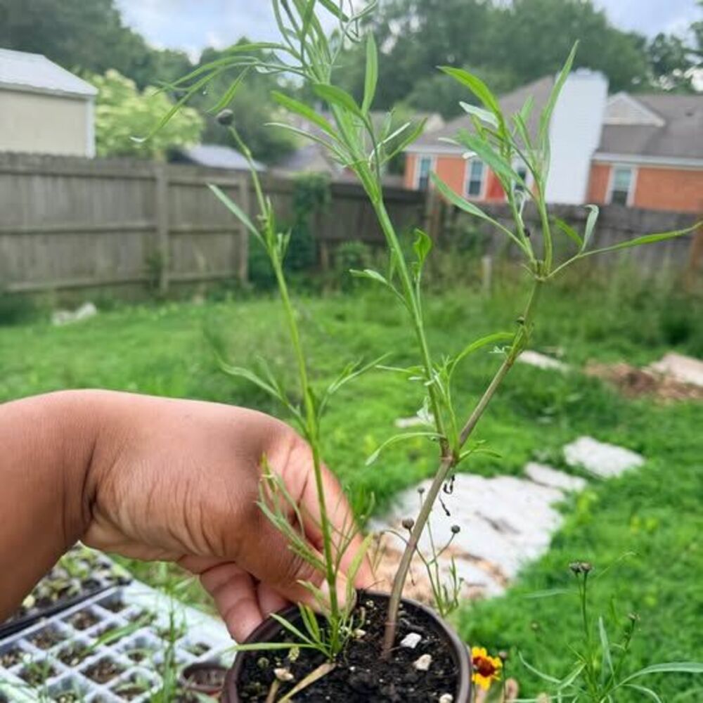 Coreopsis - Picture 6 of 6